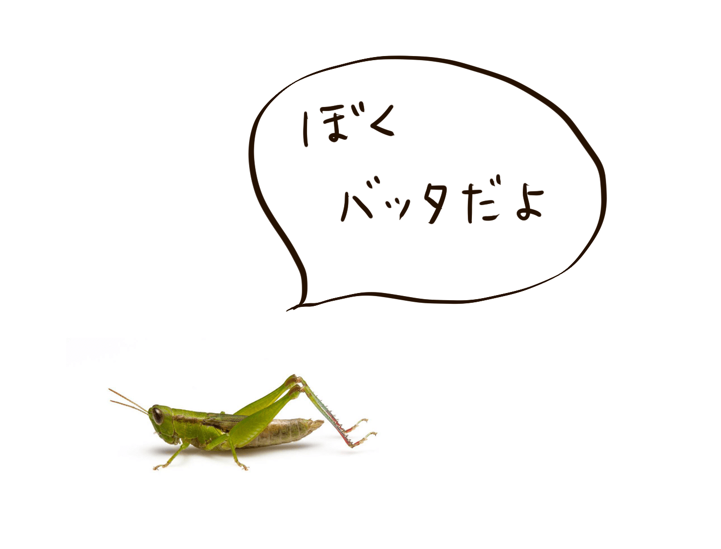 バッタ