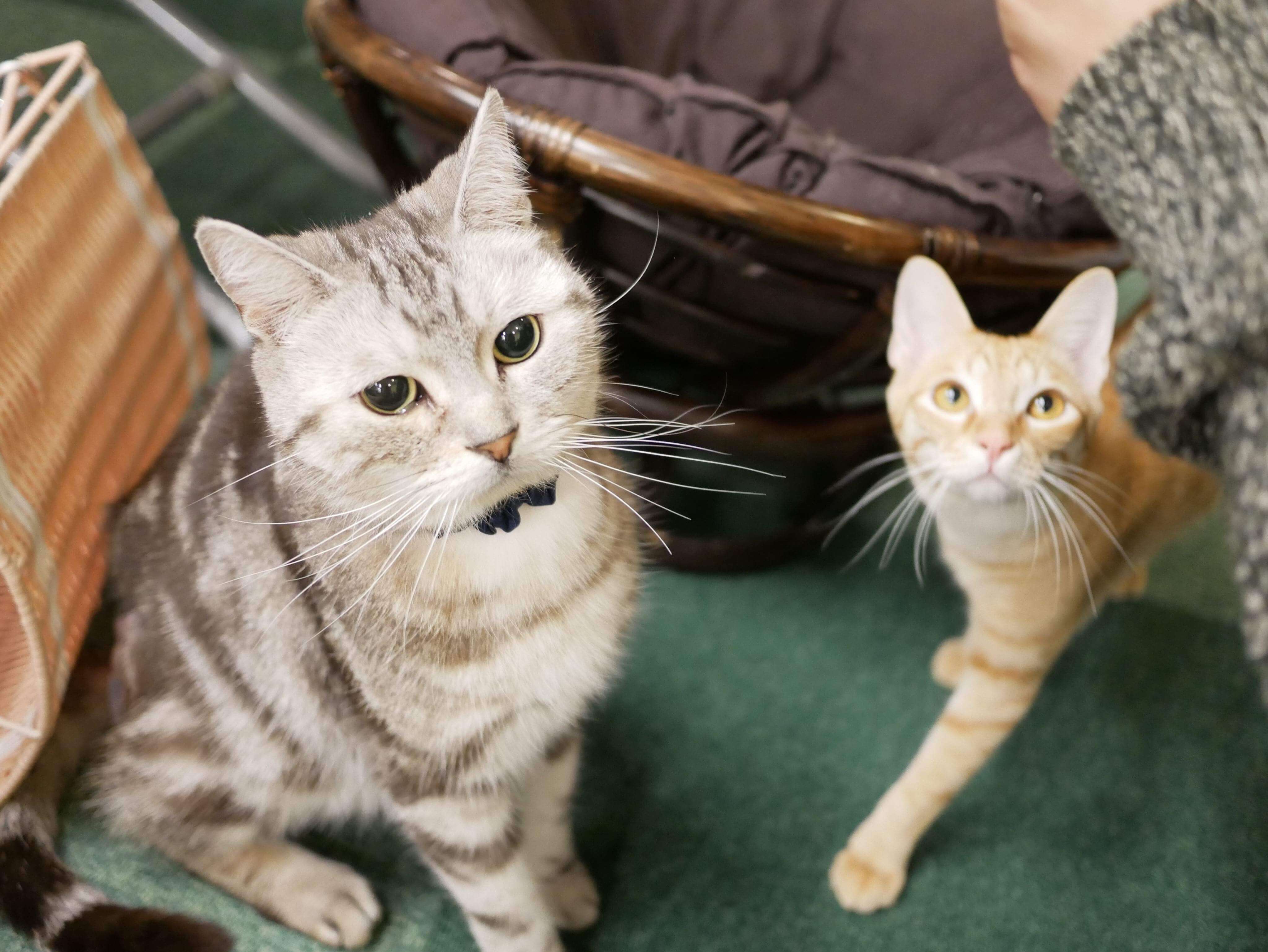 初めてのねこカフェ