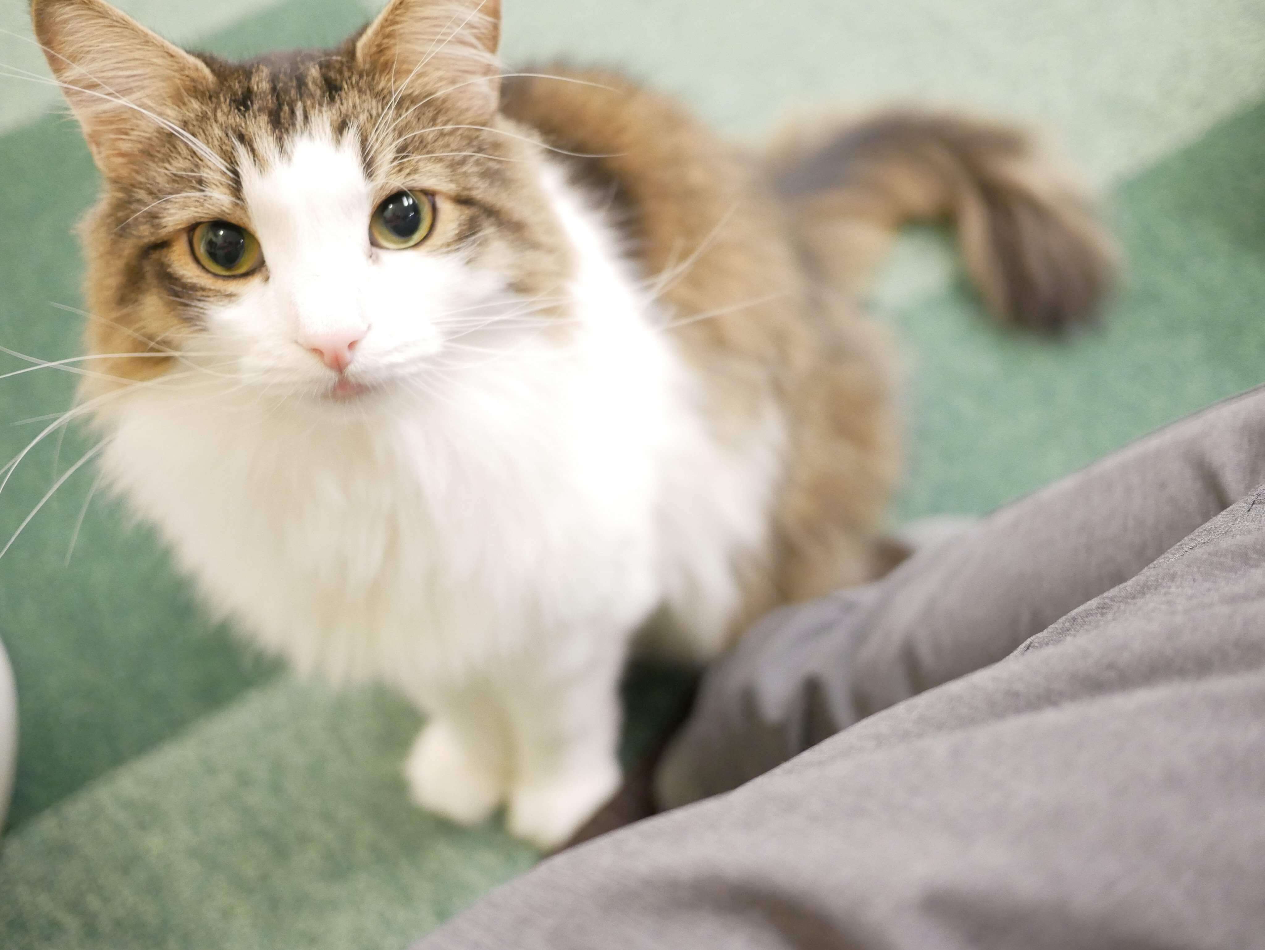 猫3