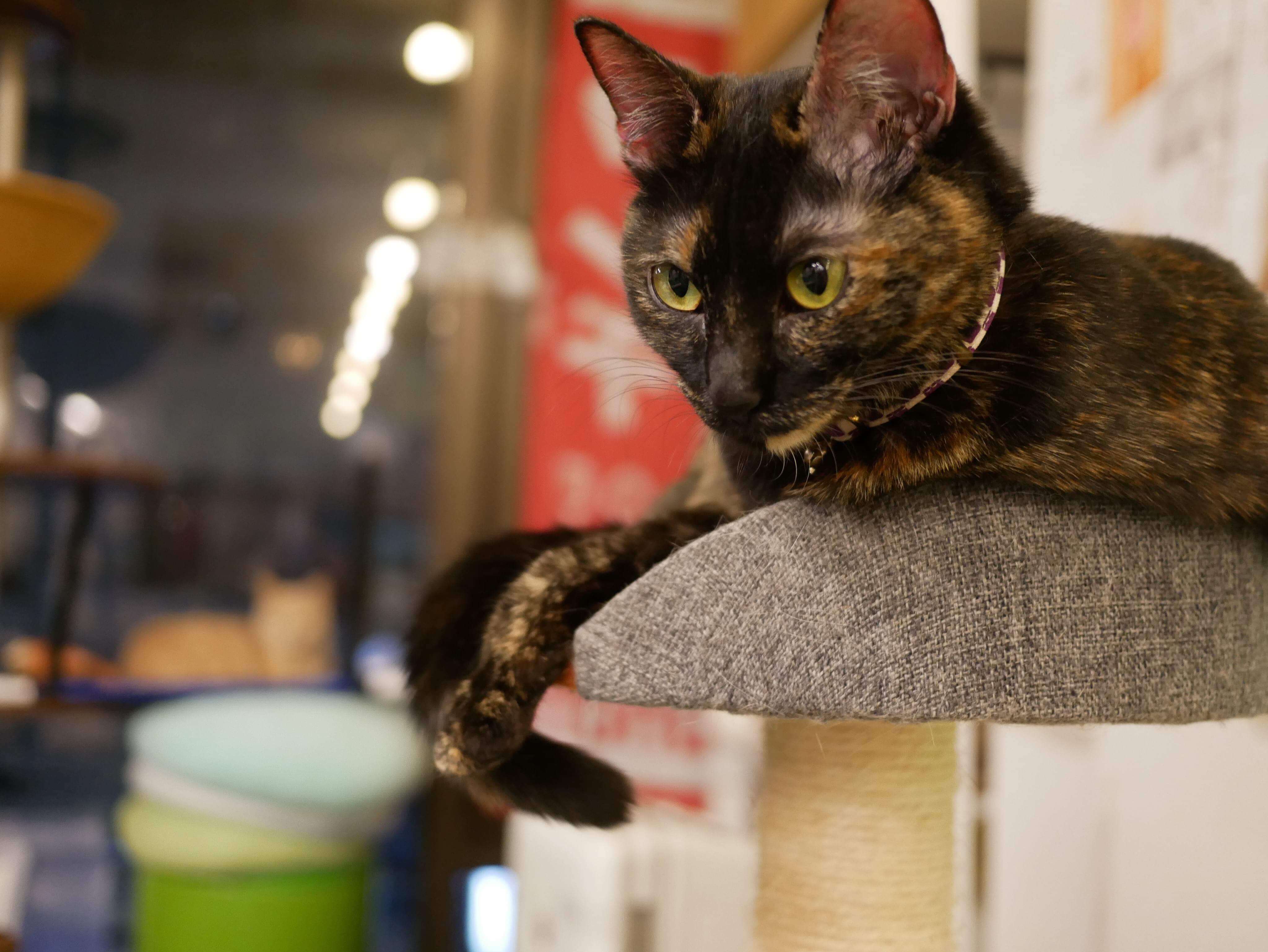 猫5