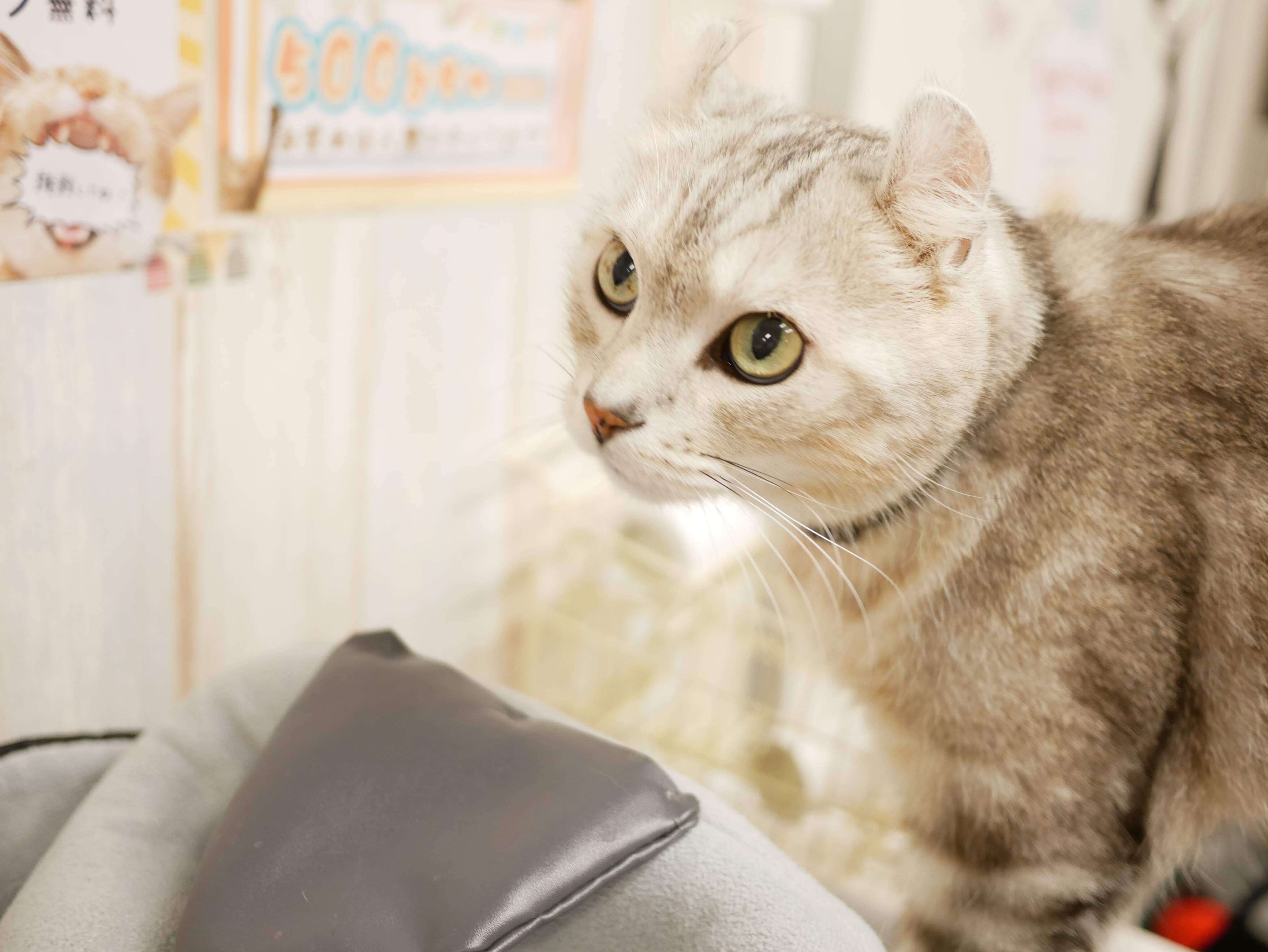 猫6