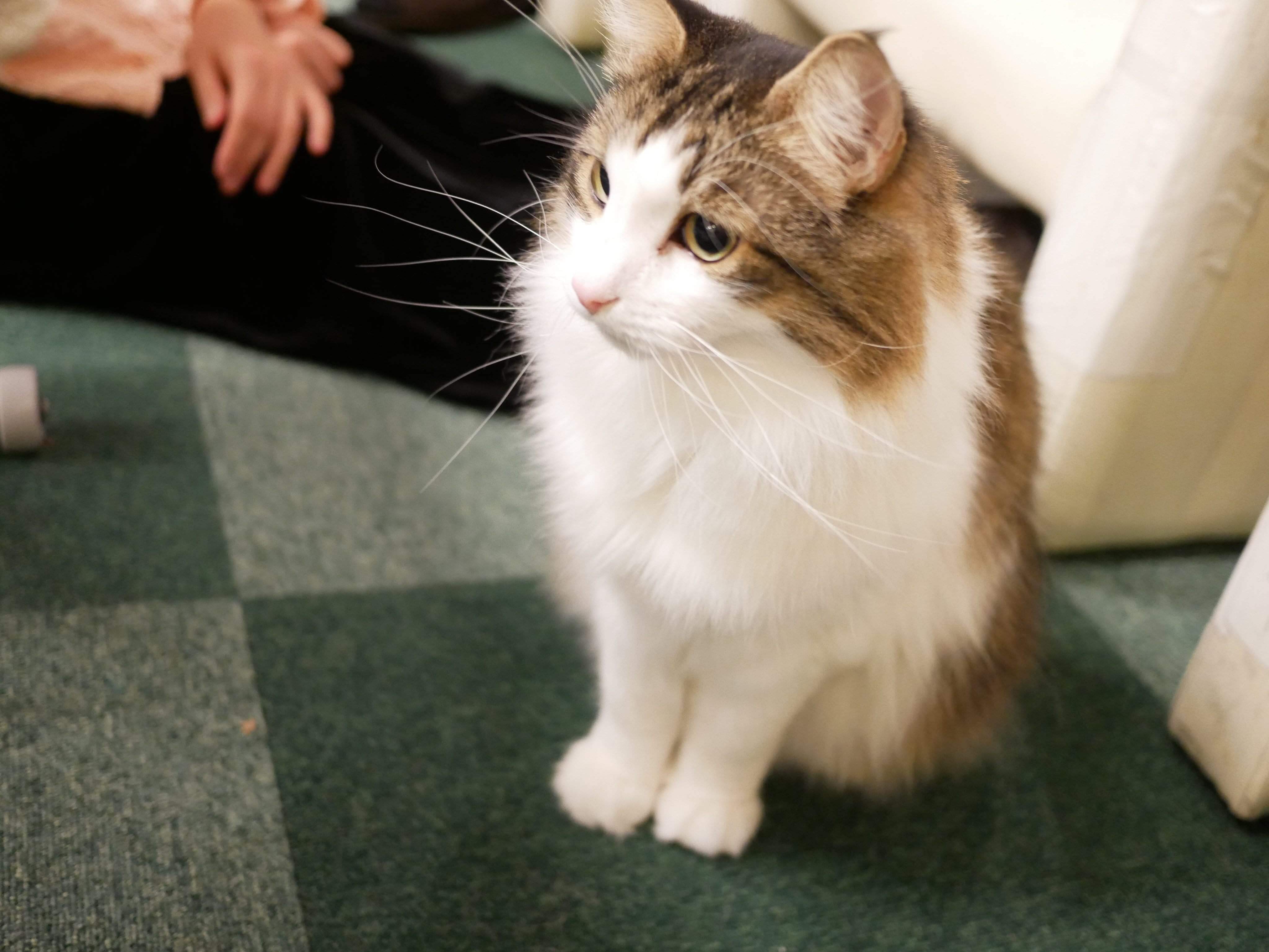 猫7
