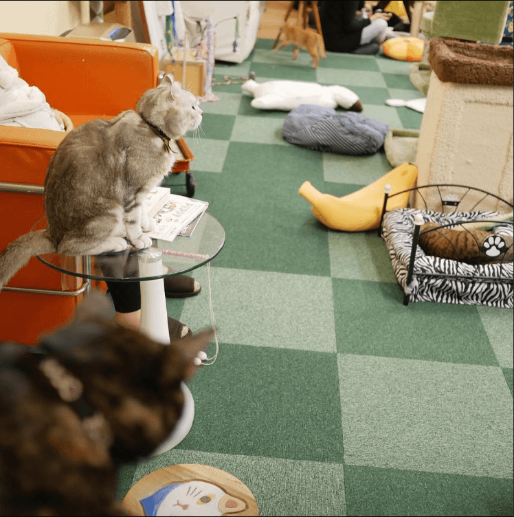 猫cafe 猫販売 ねこのて