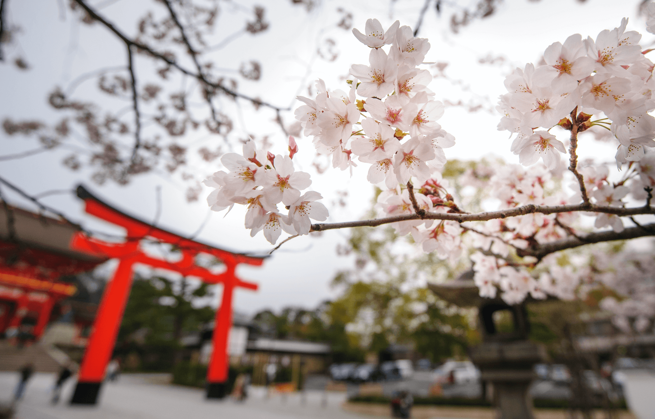 恵方参りで運気アップ！大国主神社でお願い事をしてきました！