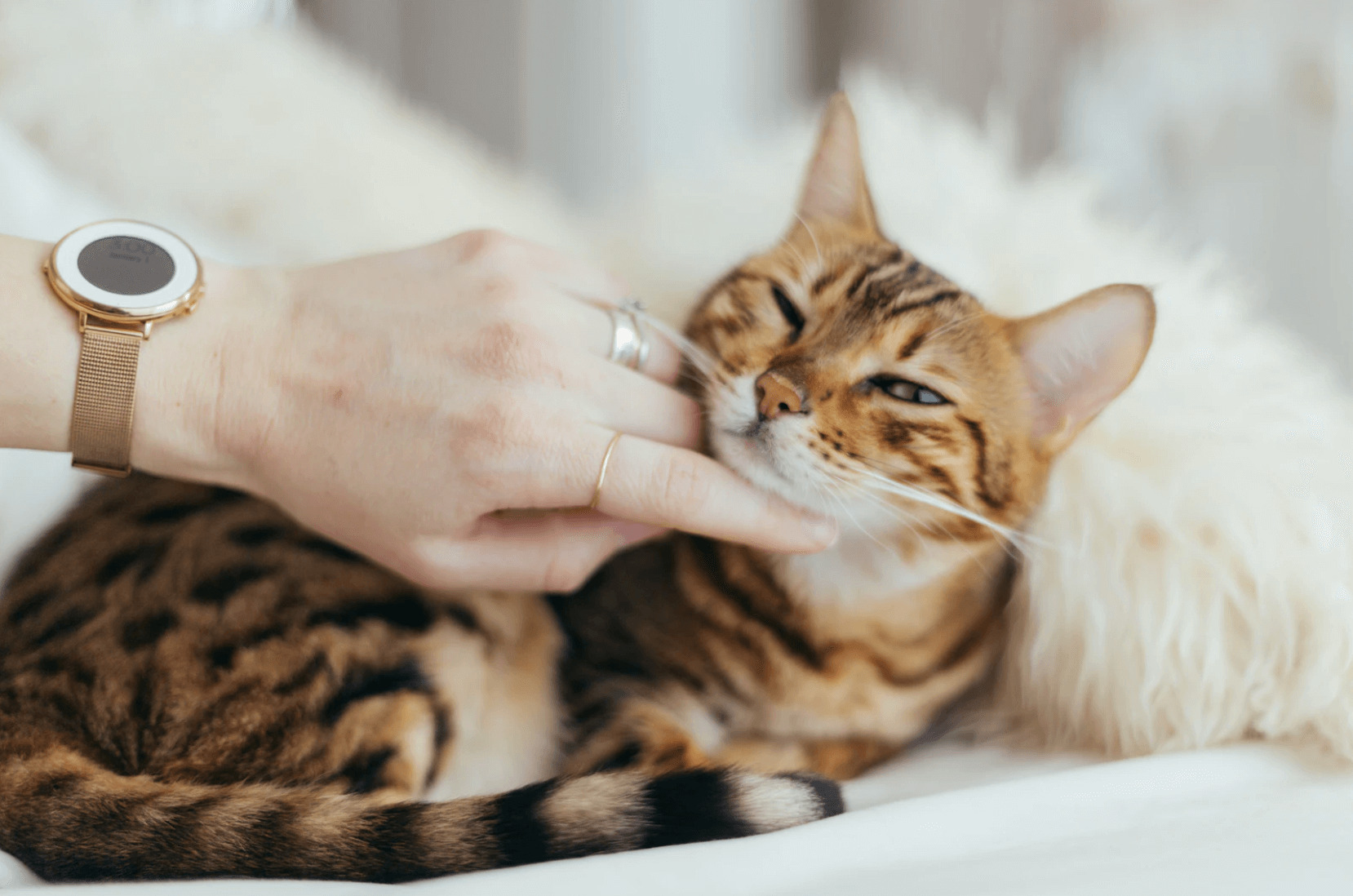 ペットを飼ってる方へ