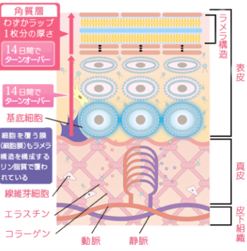 ラメラ構造