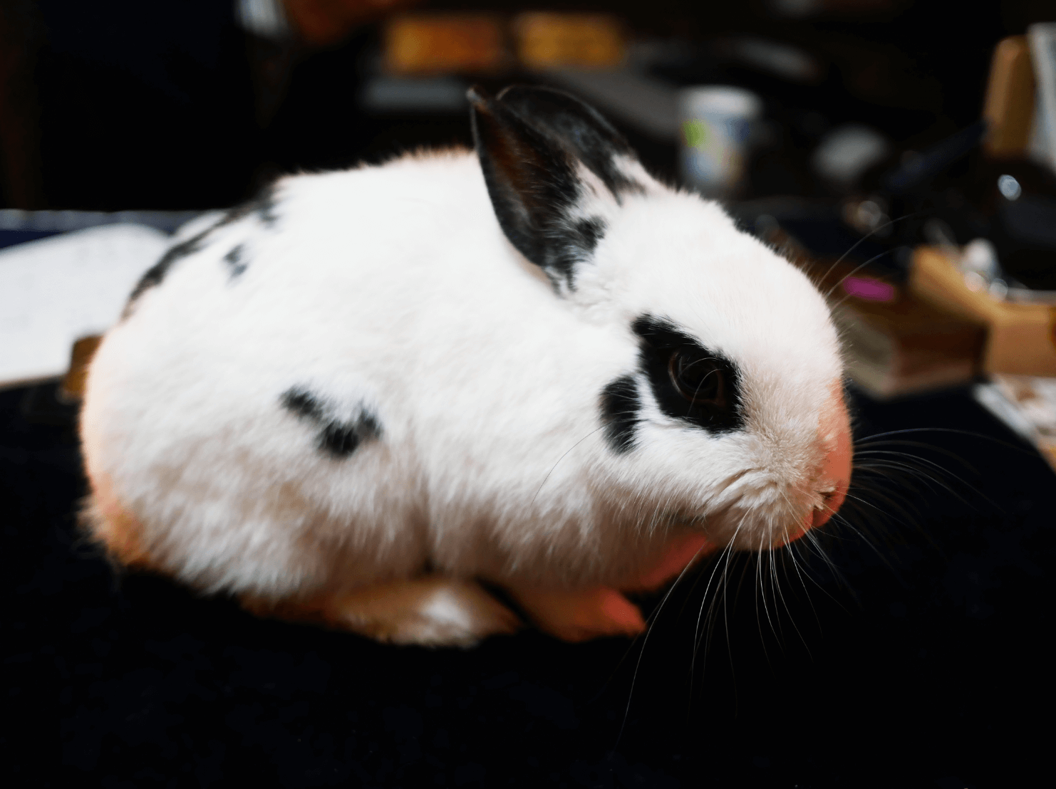 うさぎが可愛い